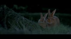 poster-23313-canal-lapins-236x132