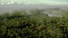 poster-23315-wwf-ant-rally-236x132