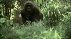 poster-23322-apes-a-project-of-the-conservation-trust-gorilla-vs-panda-236x132