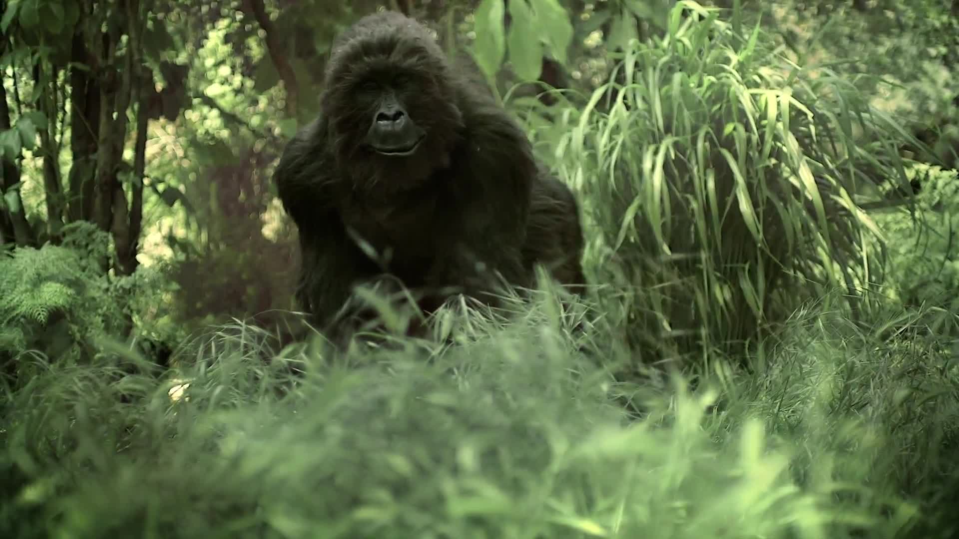 ape vs gorilla