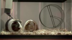 poster-23393-att-digital-life-guinea-pigs-236x132