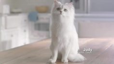 poster-23395-att-digital-life-cat-236x132