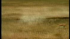 poster-2341-charal-the-race-236x132