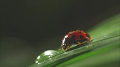 poster-23415-sncf-tgv-a-la-decouverte-des-micro-prix-tgv-236x132