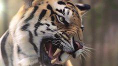 poster-23423-wwf-change-is-already-there-236x132