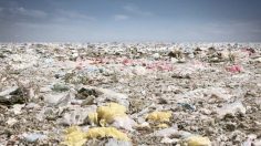 poster-23444-wwf-le-grand-nettoyage-le-grand-nettoyage-236x132