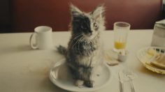 poster-23452-vodafone-la-puissance-entre-vos-mains-236x132