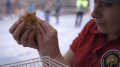 poster-23457-volvo-fmx-the-hamster-stunt-236x132