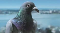 poster-23530-jet-blue-airways-air-on-the-side-of-humanity-236x132