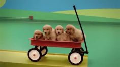 poster-23580-beneful-dog-goldberg-machine-236x132