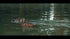 poster-23619-priceminister-com-petit-hippopotame-236x132