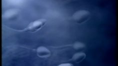 poster-2362-frantour-agence-de-voyage-spermatozoide-236x132