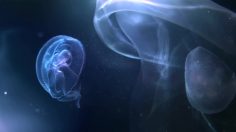 poster-23620-samsung-oled-s9c-life-in-every-pixel-236x132