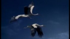 poster-2364-frantour-agence-de-voyage-cigognes-236x132