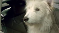 poster-23647-citroen-c3-dog-romance-236x132