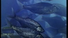 poster-2365-frantour-agence-de-voyage-poissons-236x132