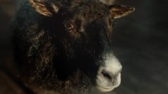 poster-23650-jackjones-premium-wool-from-cool-236x132