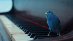 poster-23661-sony-4k-imagine-236x132