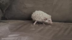 poster-23689-dsw-the-goat-236x132