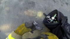 poster-23691-gopro-fireman-saves-kitten-236x132