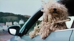 poster-23695-volkswagen-woofwagen-dog-236x132