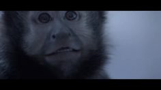 poster-23737-operation-smile-anti-exclusion-stay-apes-236x132