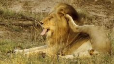 poster-23744-jose-cuervo-lions-on-tour-236x132