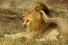 poster-23744-jose-cuervo-lions-on-tour-68x45