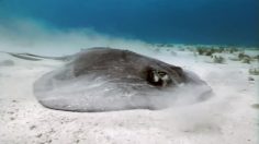 poster-23745-jose-cuervo-stingray-wingman-236x132