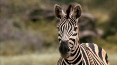 poster-23746-jose-cuervo-zebra-chat-up-236x132