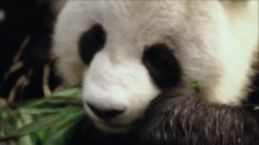 poster-23747-jose-cuervo-pandas-eat-cold-takeaway-236x132