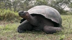 poster-23748-jose-cuervo-tortoise-in-the-doghouse-236x132