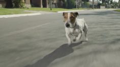 poster-23759-toyota-etios-perrito-236x132