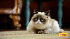 poster-23801-friskies-will-kitty-play-with-it-236x132