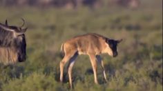 poster-23821-national-geographic-nat-geo-wild-gnu-236x132