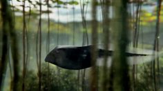 poster-23834-freeview-tadpoles-236x132