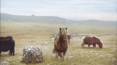 poster-23836-three-the-pony-at-christmas-236x132