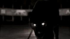 poster-24199-airness-panthere-236x132