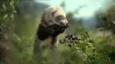 poster-24223-francaise-des-jeux-oxo-les-furets-236x132