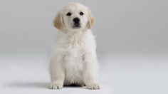 poster-24294-anti-exclusion-appel-aux-dons-oooh-ahhhh-236x132