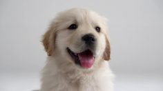 poster-24297-anti-exclusion-appel-aux-dons-flea-bags-236x132