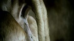 poster-24394-protection-environnement-sos-live-earth-cow-236x132