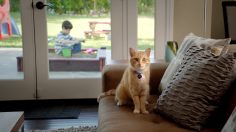 poster-24446-protection-animaux-adoption-castles-236x132