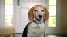 poster-24448-protection-animaux-adoption-toys-236x132