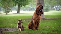 poster-24450-protection-animaux-adoption-the-people-park-236x132