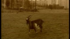 poster-2447-securite-routiere-the-goat-236x132