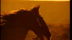 poster-24537-a-a-s-asociacion-de-amigos-de-la-salud-anti-tabac-espagne-le-cheval-marlboro-236x132