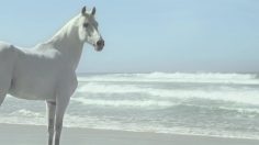 poster-24624-indie-junior-horse-236x132