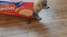 poster-24677-mcvitie-s-digestives-original-puppies-236x132