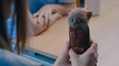 poster-24678-mcvitie-s-digestives-milk-chocolate-kittens-236x132